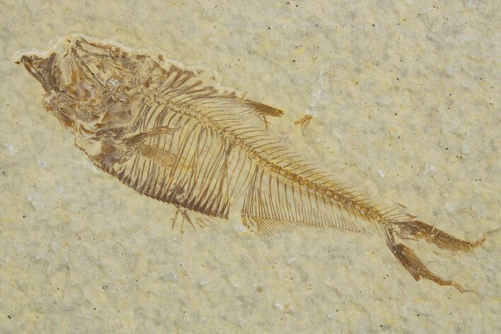 Detailed Fossil Fish (Diplomystus) - Wyoming #333988